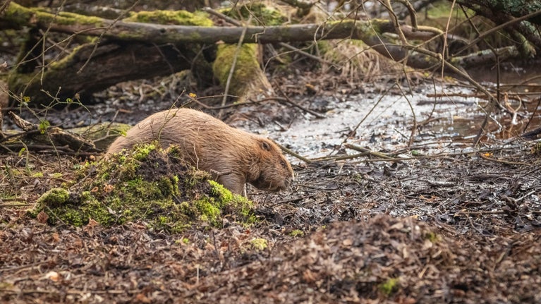 A brown beaver climbs over a small hill of moss in front of wet ground with several sticks.